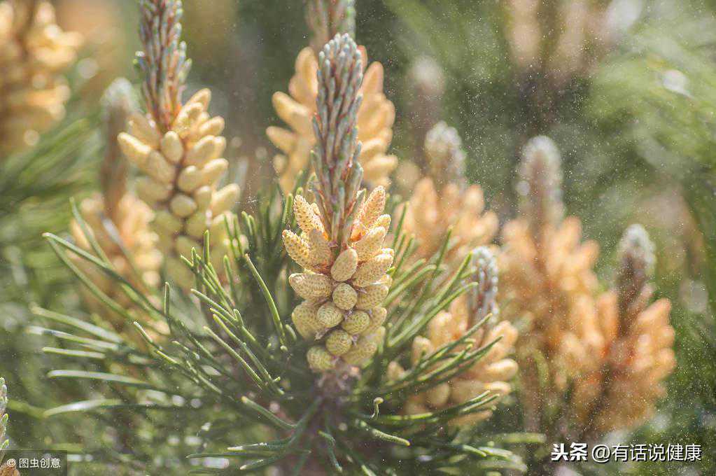 北京国内那家有做供卵试管_春季养生食材之四：松花粉
