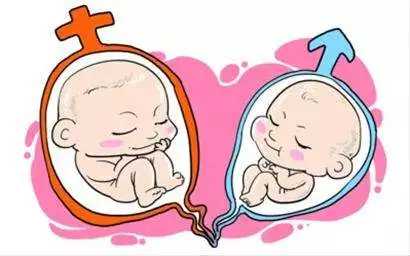 供卵试管儿[上海添一助孕]+试管配好的胚胎可以看出男女吗(试管可以选择婴儿